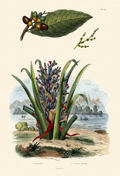 Anacardier, 1833-39 - French School